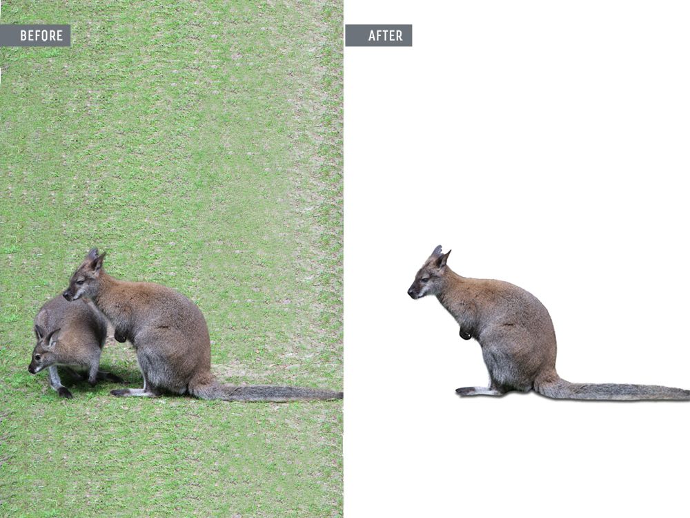 animal photo editor