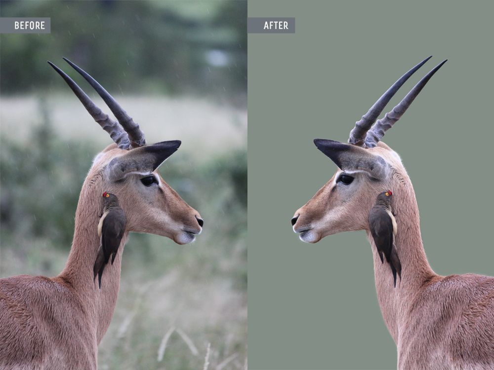 animal photo retouching