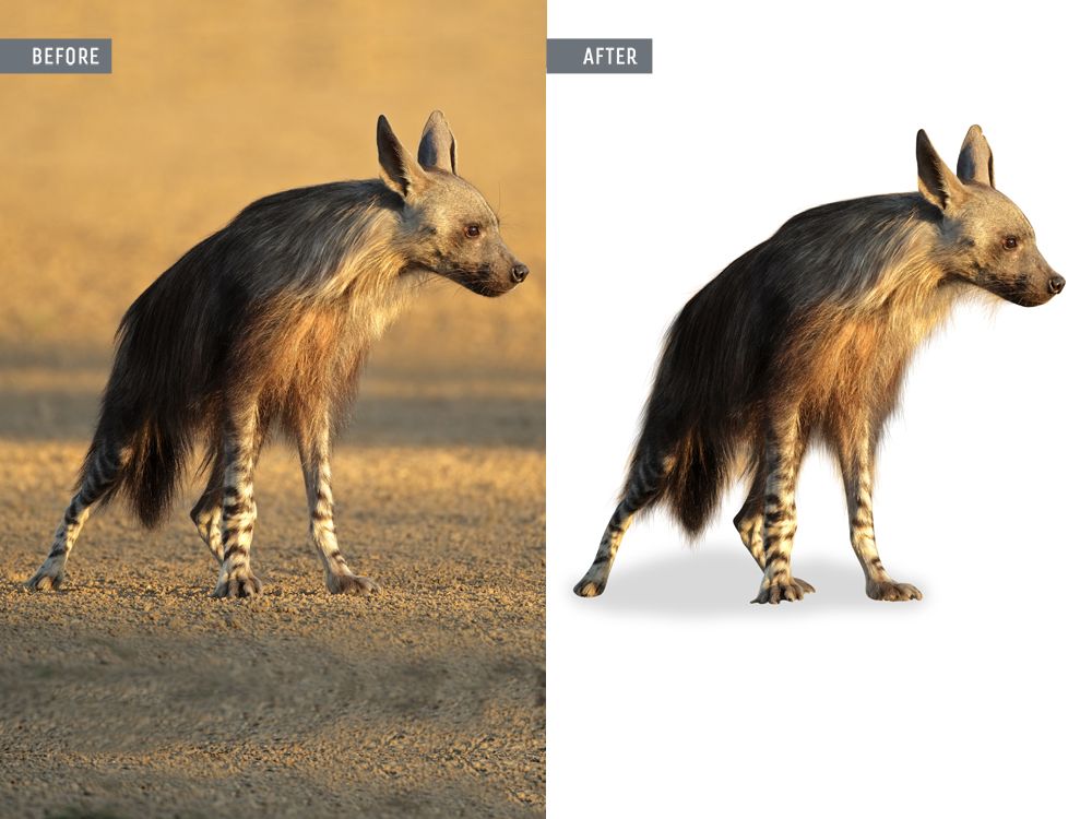 photo editing animals